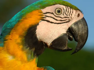 A profile view of a macaw head
