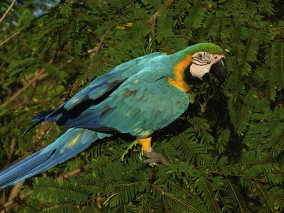 A turquoise and yellow macaw perched against green leaves.