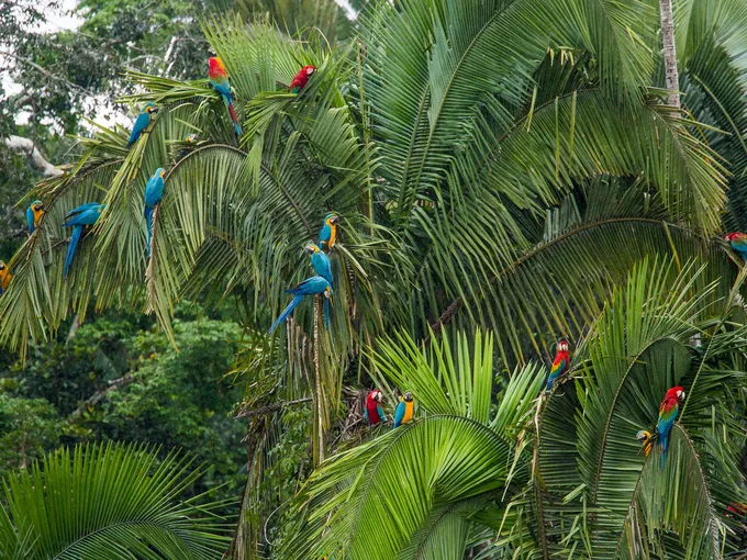 At least 18 macaws sit in a lush palm-like tree.