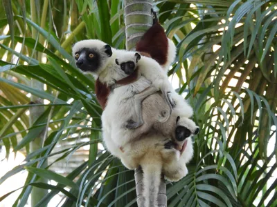 White and black lemur with 2 babies coiled in trees