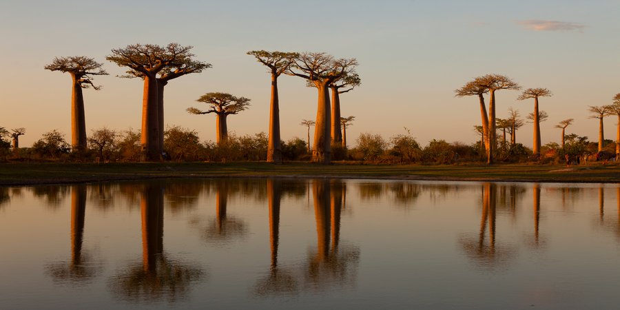 A color photo with baobab trees reflecting on water with a forest in the background