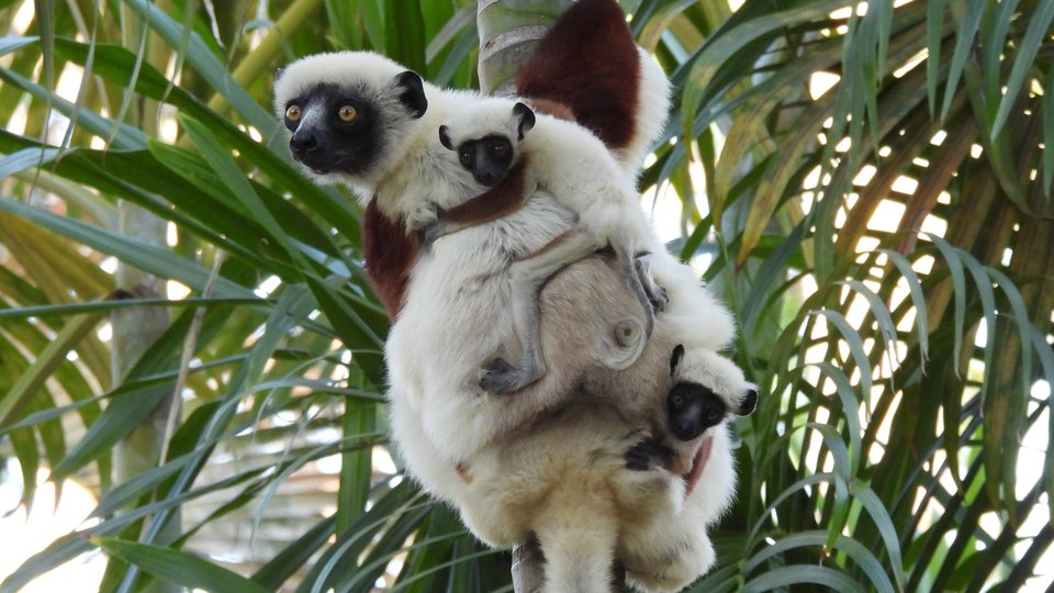 White and black lemur with 2 babies coiled in trees