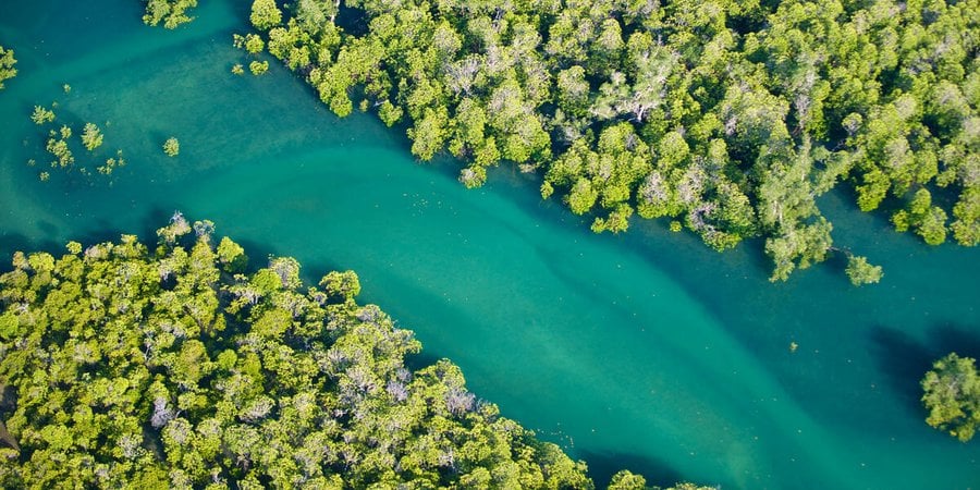 An aerial view of bright green mangroves bordering a winding blue river