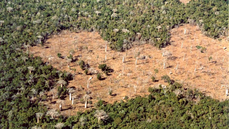 Deforestation in Kirindi forests, Madagascar
