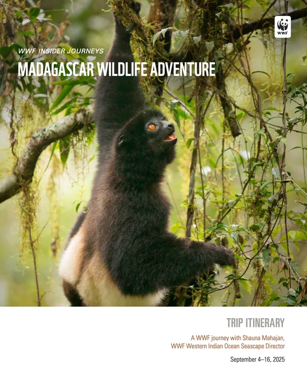 Cover photo for IJ Madagascar 2025 trip