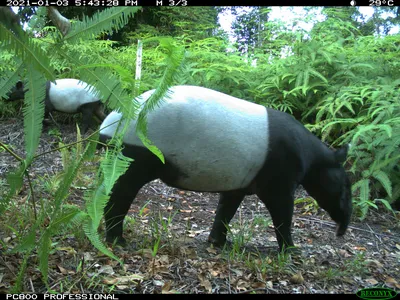 A large black and white tapir walking through the forest