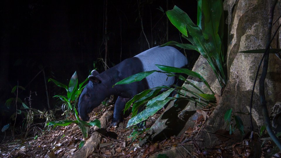 a Malay tapir walks across the forest floor