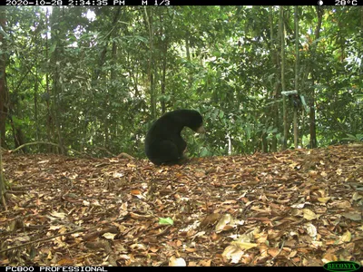 A black Malayan sun bear sitting on the forest floor