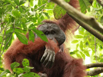 A close-up view of a large male Bornean orangutan sits in the treetops looking at the camera