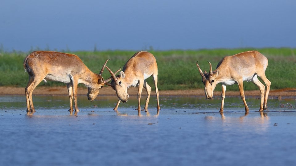 Three antelopes grazing in a waterway reflecting the blue sky with a green field and the blue sky in the background