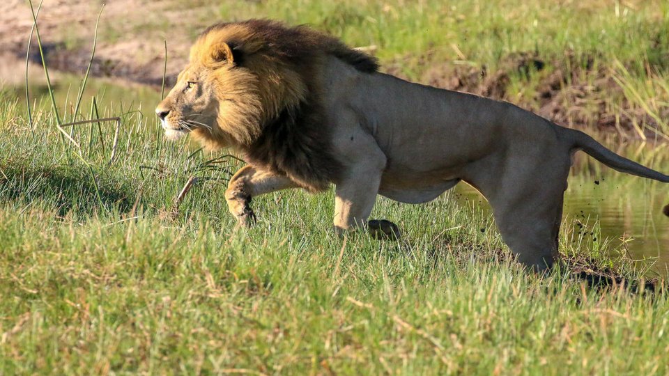 Lion prowls through short grass