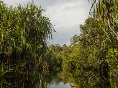 Maludam National Park Mazidi Abd Ghani WW286146