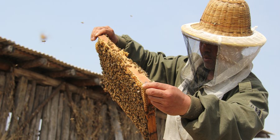 A man looks at honeycomb with bees flying around