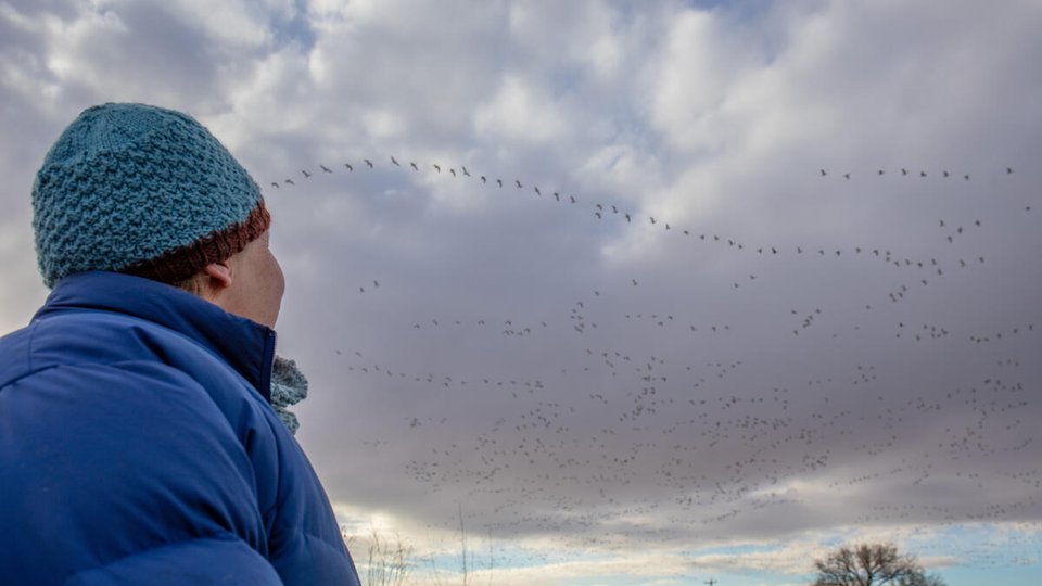 A photo showing the back of a man wearing a blue hat and coat in the foreground facing the sky where sandhill cranes are in flight