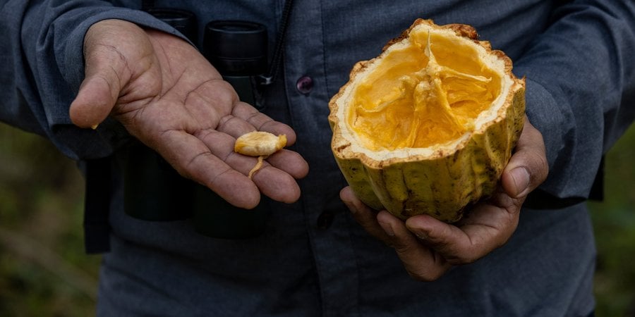 A man holding cacao pod and seed