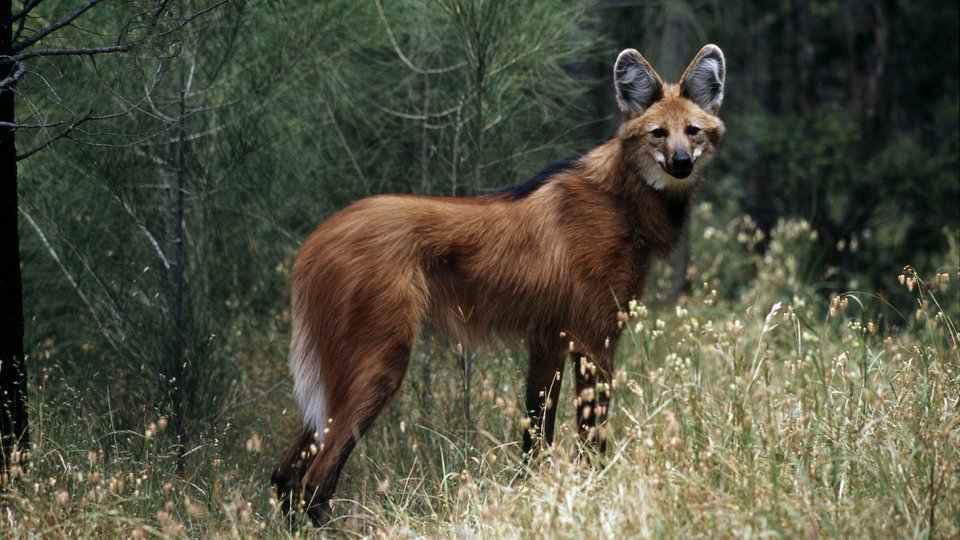A light brown, large eared maned wolf looks at the camera. It stands in a field of yellow grass with green trees behind.