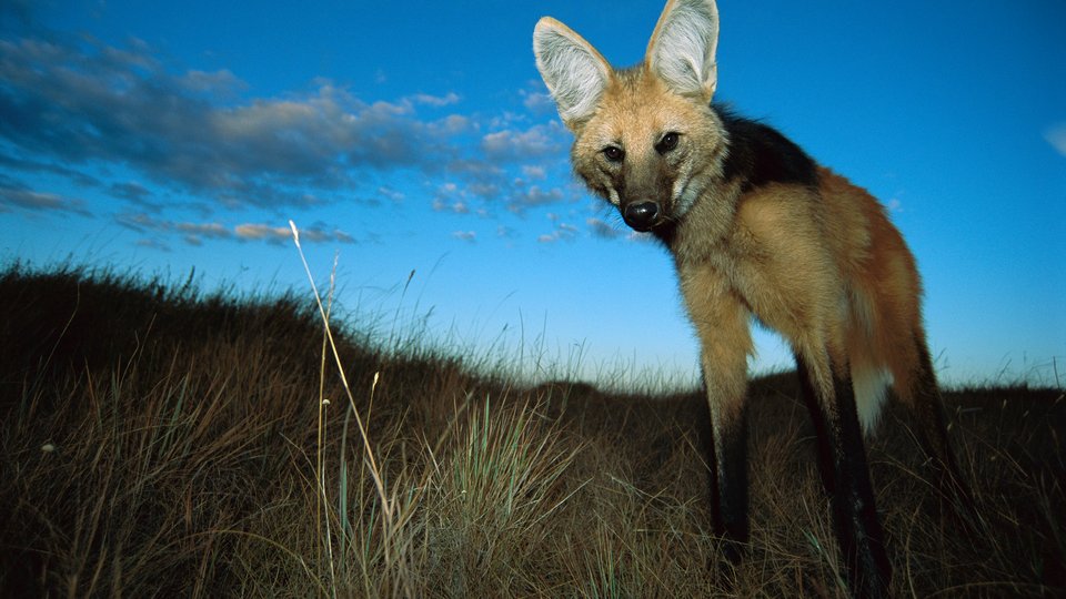 A wolf with long ears sticking up stands in grasses with a blue sky behind it.