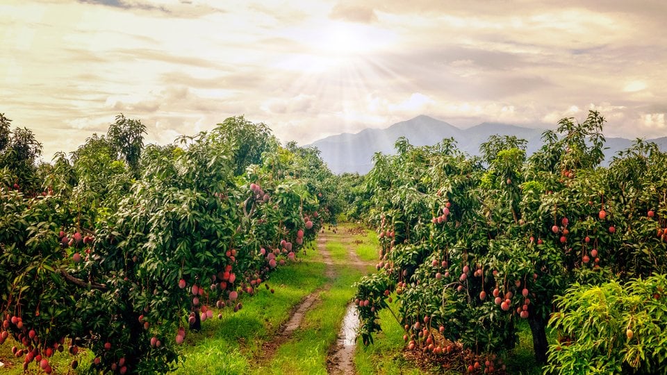 Mangos orchard