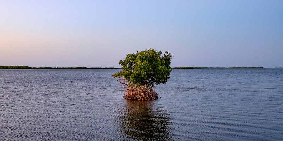 Small island with mangroves surrounded by water