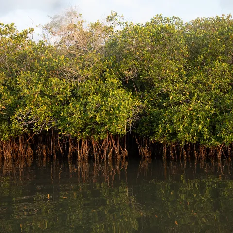 Mangroves in Marismas Nacionales Biosphere Reserve, Nayarit.