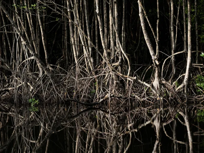 Large, tall mangroves reach far up and down into the water