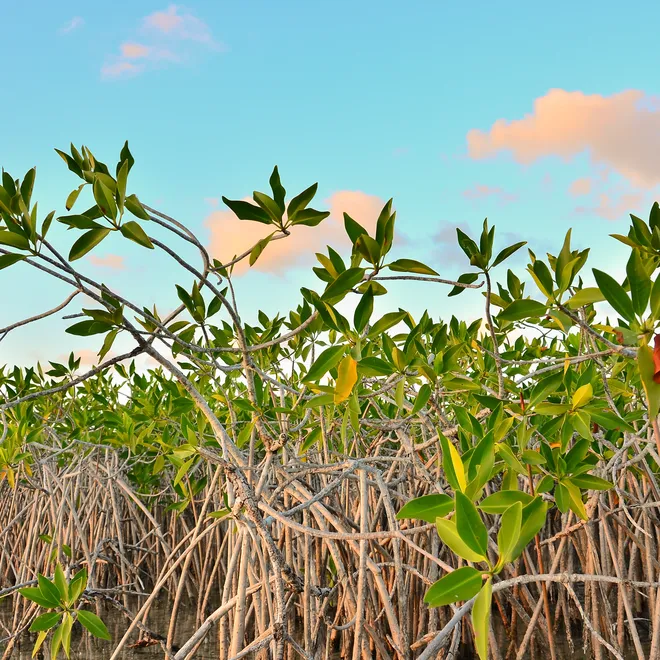 ground eye view of mangroves against bright blue sky
