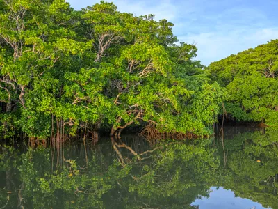 Mangroves on still water with reflection