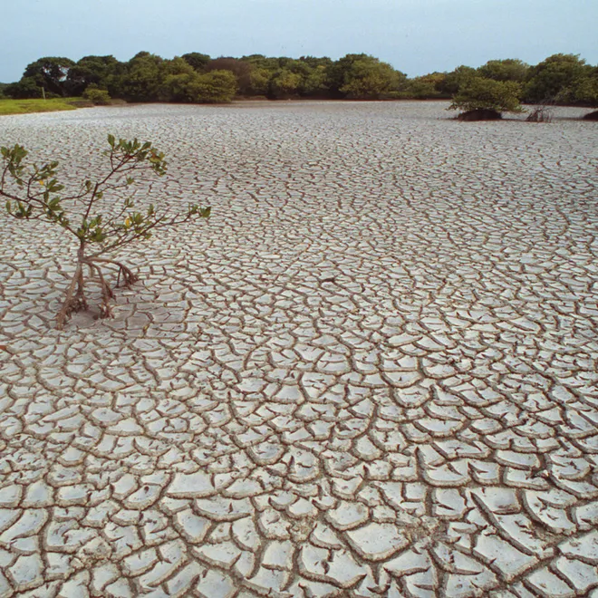 A lone mangrove on parched land