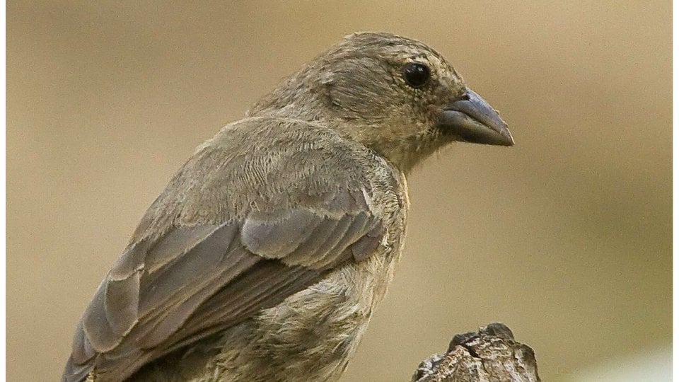 A mangrove finch sits in a tree