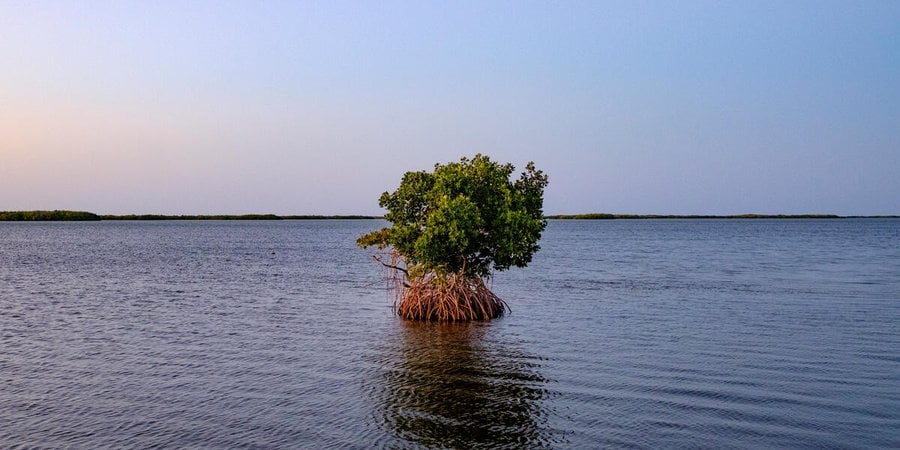 A lone mangrove tree grows in the water in Mexico