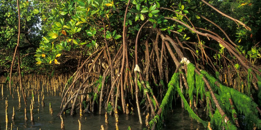 Mangrove plants grow along the coast