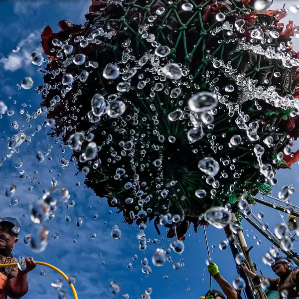 View from water below as net of seaweed is lifted onto boat deck by Captain Manuel Vida