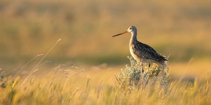 A brown speckled bird with a long beak in a sea of golden grass