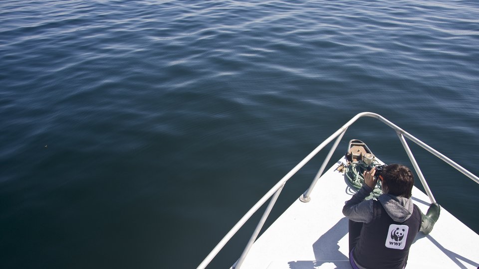 Marine student whale watching on Canada’s Bay of Fundy