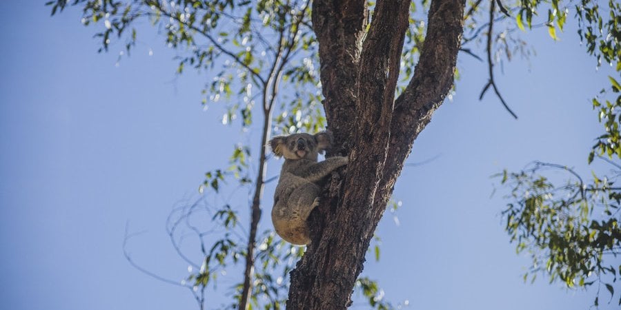 Maryanne the koala climbs a tree after being released into wild