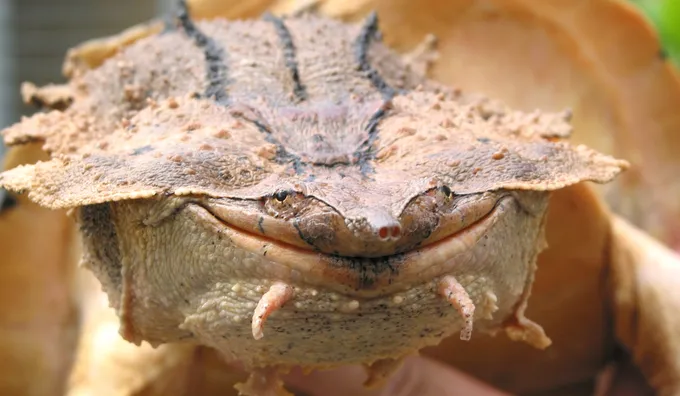 An unusual looking creature.