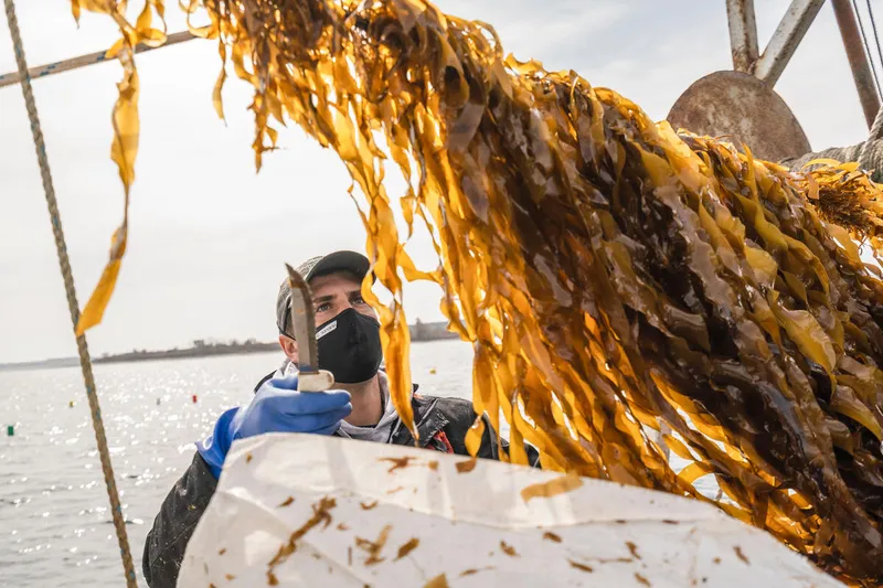 Matt Moretti on board ship harvests kelp off coast of Maine