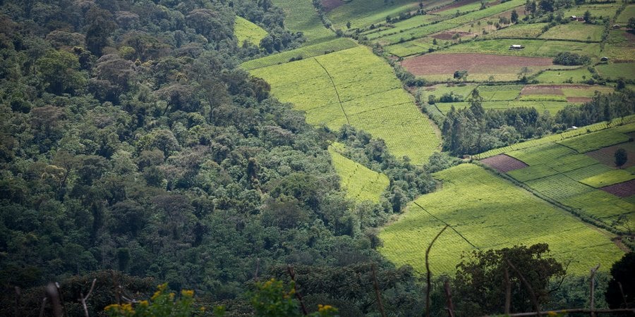 An aerial shot of forest meeting agricultural land