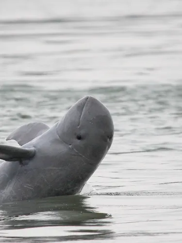 Irrawaddy river dolphin in Cambodia