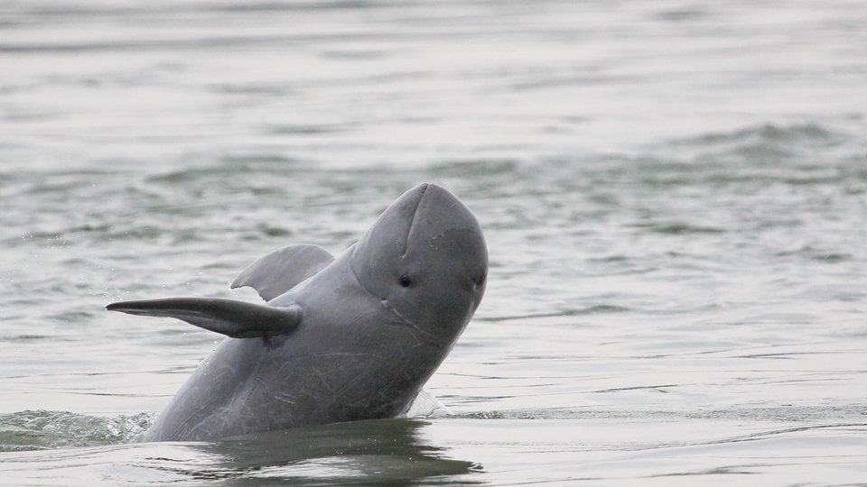 Mekong Irrawaddy Dolphin_Gerry Ryan_WW194256