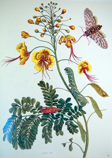 Grabado de Maria Sibylla Merian