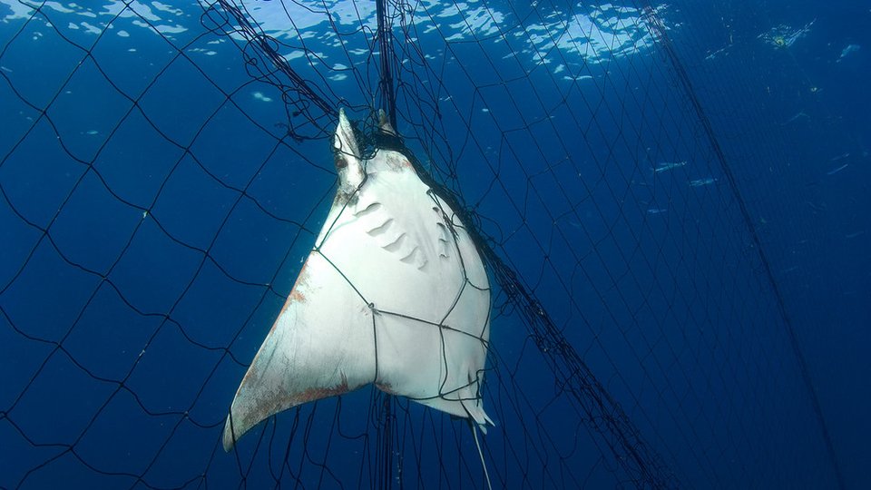 A dead mobular ray caught in fishing nets.
