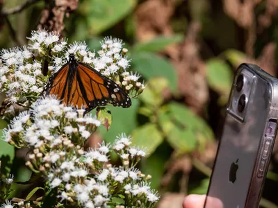 Close-up of a person taking a photo of a monarch on some milkweed with their smartphone.