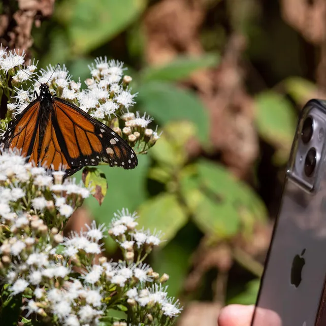 Close-up of a person taking a photo of a monarch on some milkweed with their smartphone.