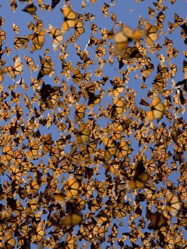 A cloud of orange monarch butterflies flying.