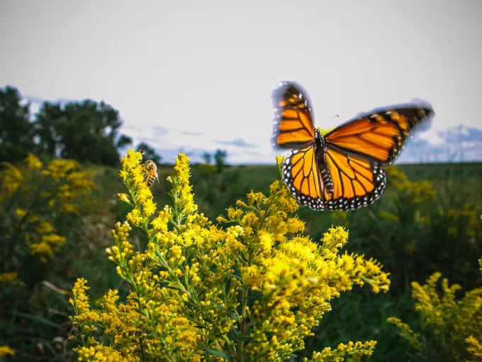 Action photo of a monarch butterfly in flight about to land in a field of goldenrod. It shares the plant with a bee.