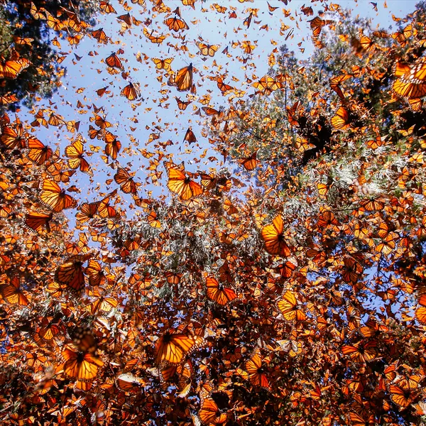 Many monarch butterflies flying together