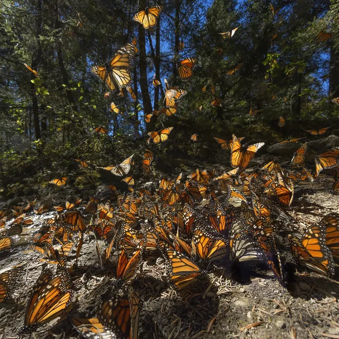 Close up a large gathering of monarch butterflies with some flying off into the air with a forest backdrop