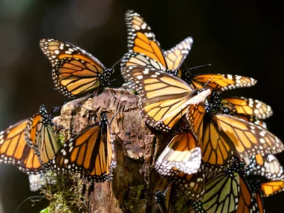 Several monarch butterflies congregate on a tree stump.