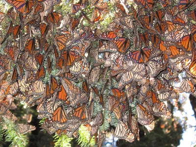 Orange and gray monarch butterflies clinging to a roof.